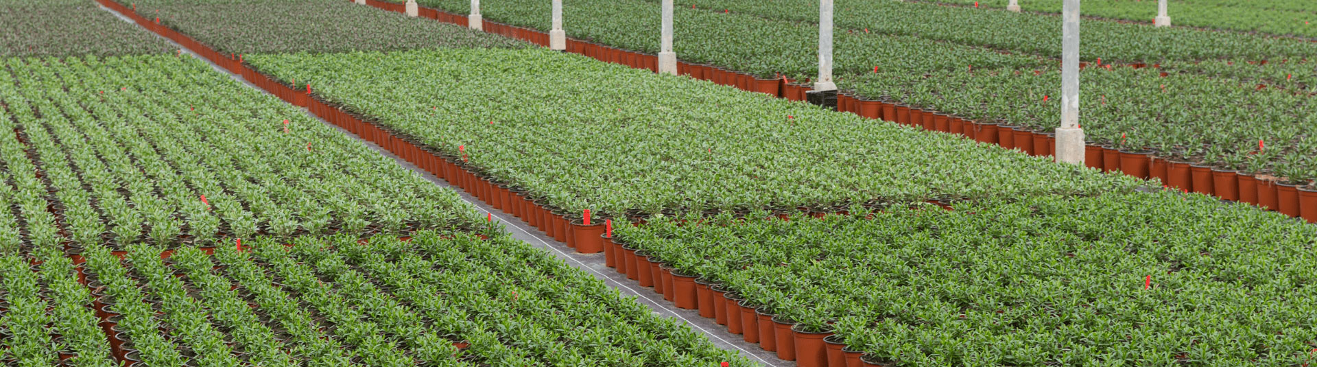 Organic Soilless Media