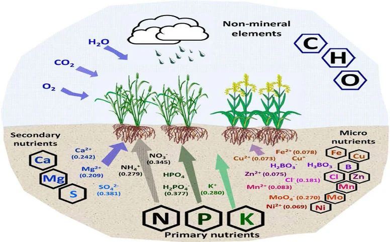 The Plant Growth Cycle: Absorbing Inorganic nutrients and converting to Organic compounds