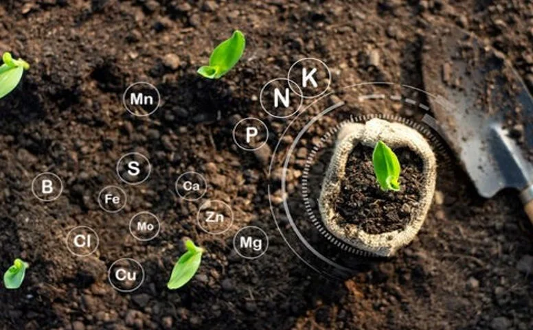 Unlocking the Secrets of Plant Nutrition: A Guide to Micro and Macro Nutrients